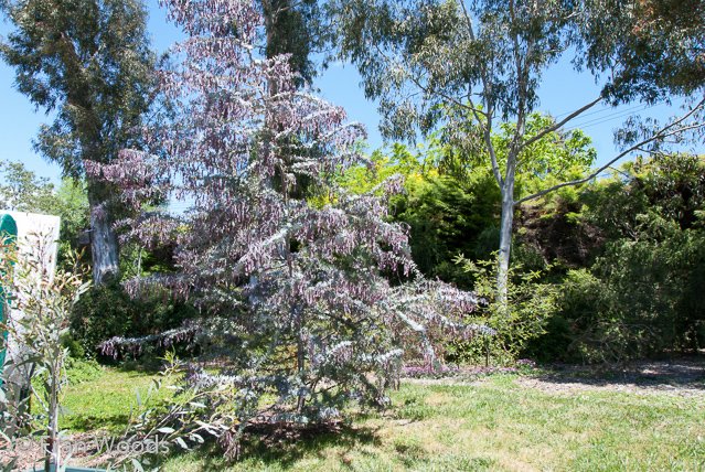 Australian native garden, Red Hill.