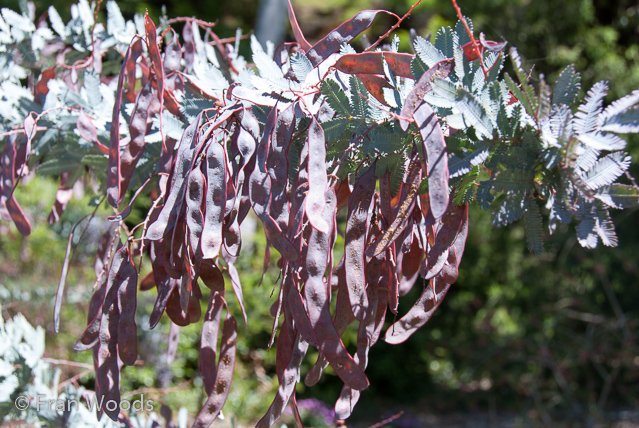Australian native garden, Red Hill.