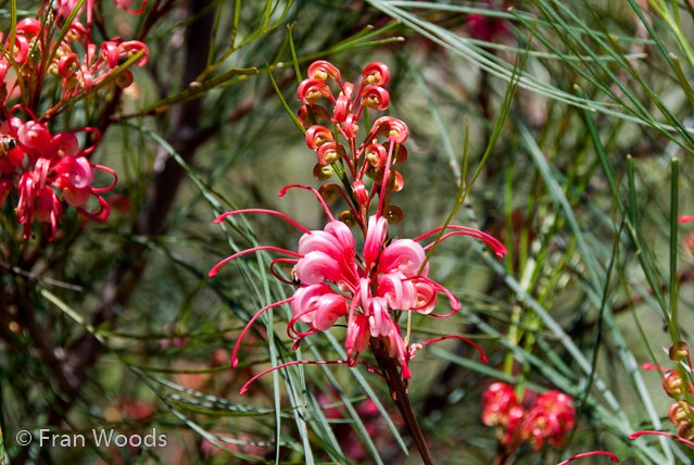 Australian native garden, Red Hill.