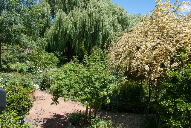 Australian native garden, Red Hill.