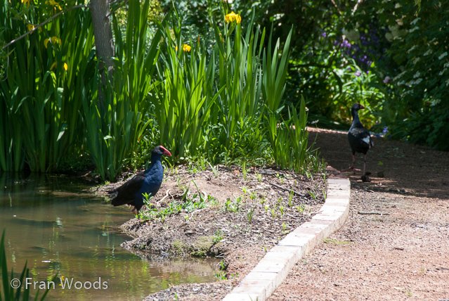 Beautiful garden at Yarralumla.