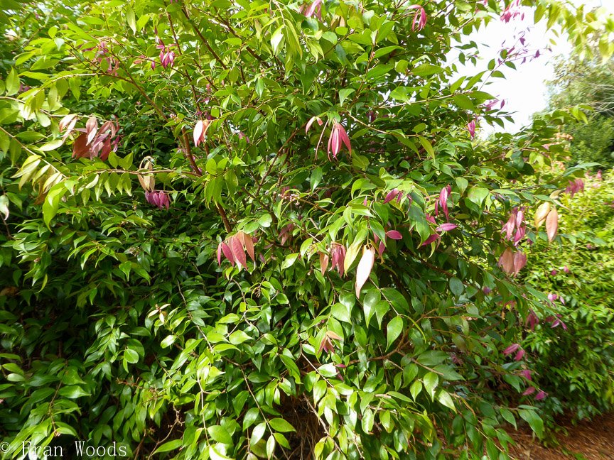 <b>Willinga Park Garden Beauty</b>