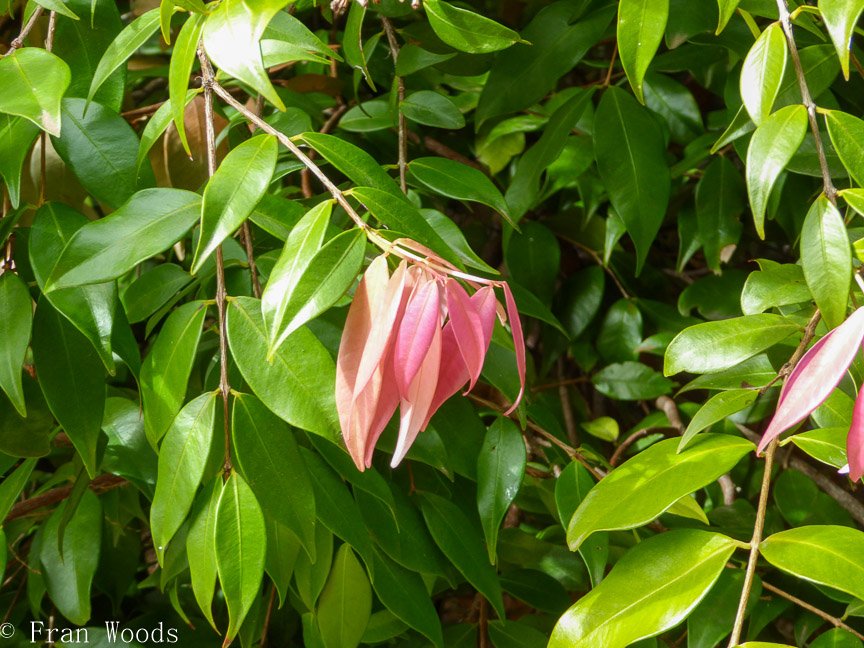 <b>Willinga Park Garden Beauty</b>