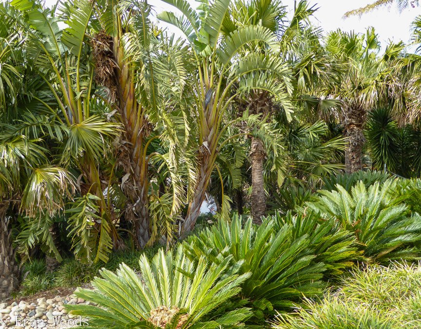 <b>Willinga Park Garden Beauty</b>