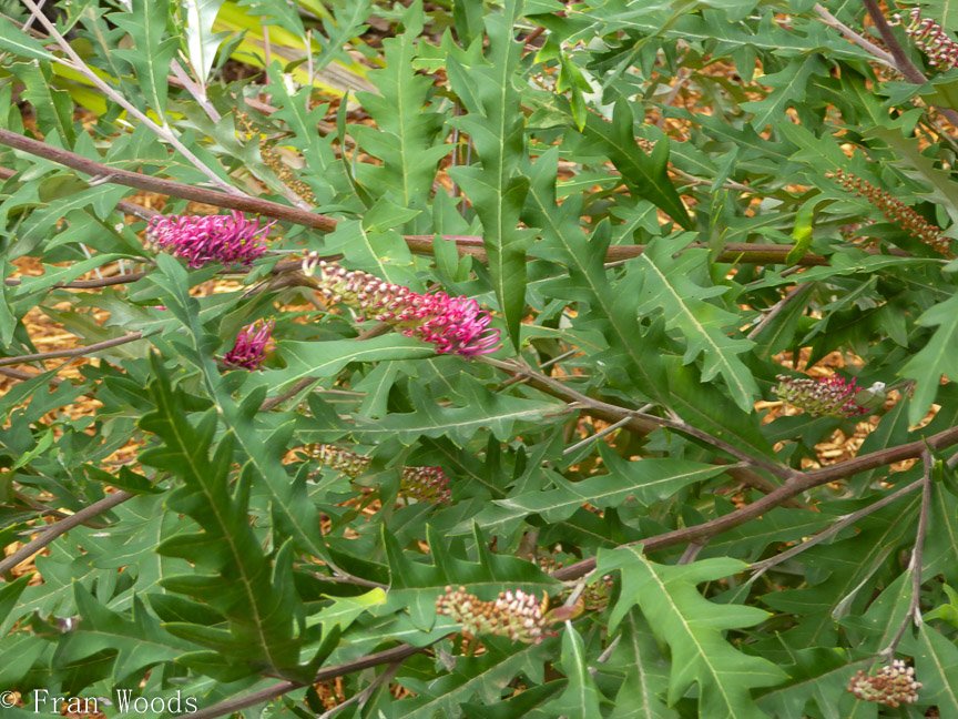 <b>Willinga Park Garden Beauty</b>