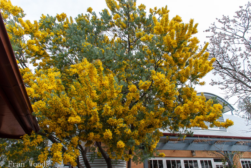 <b>Anthea Thomson garden, Bungendore</b>