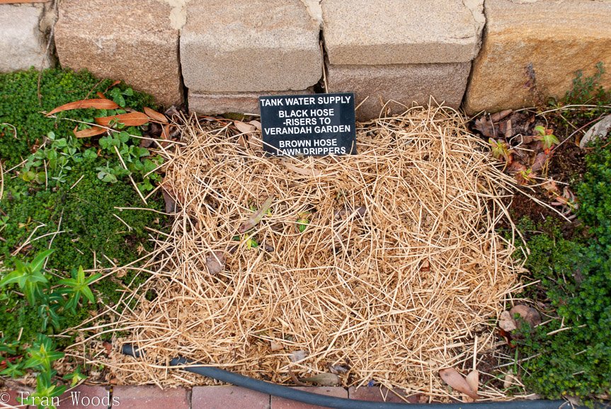 <b>Anthea Thomson garden, Bungendore</b>