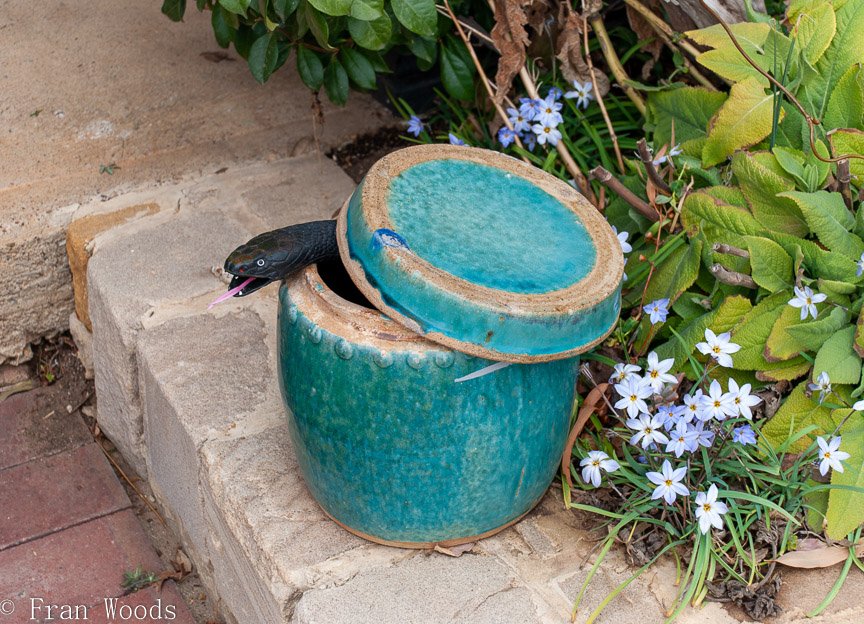<b>Anthea Thomson garden, Bungendore</b>