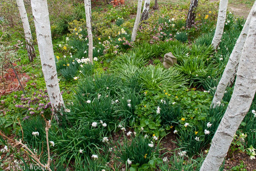 <b>Piccolo garden, Bungendore</b>