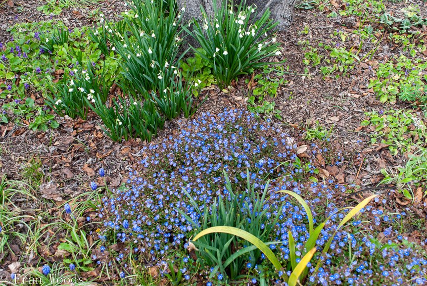<b>Piccolo garden, Bungendore</b>