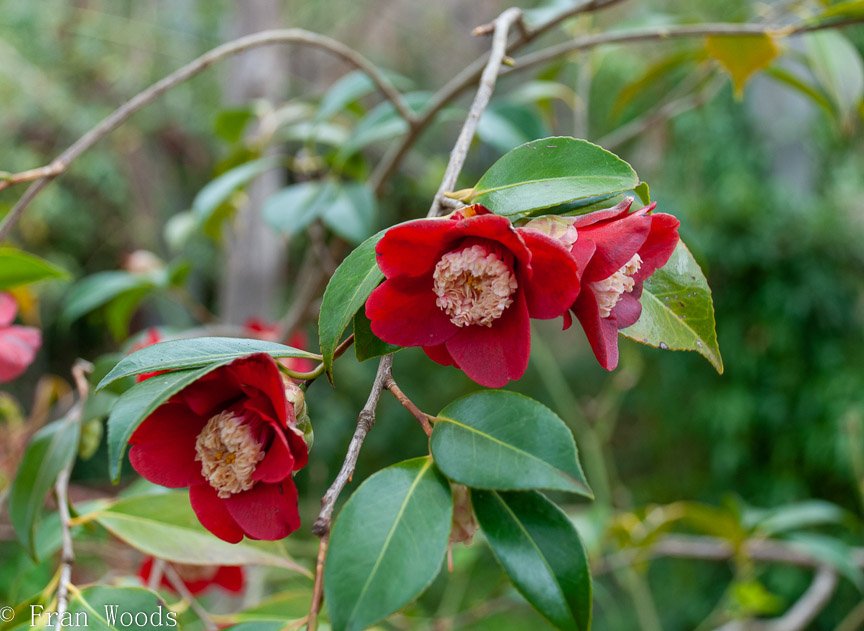 <b>Piccolo garden, Bungendore</b>