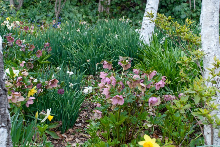 <b>Piccolo garden, Bungendore</b>