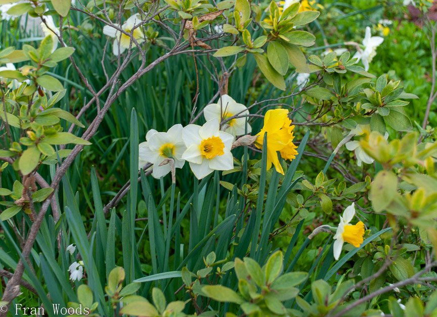 <b>Piccolo garden, Bungendore</b>