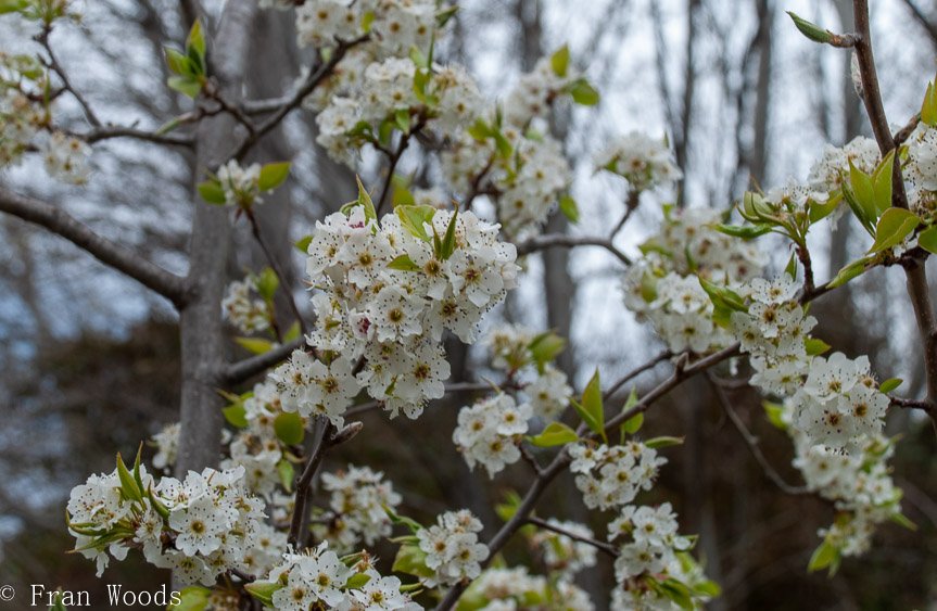 <b>Piccolo garden, Bungendore</b>