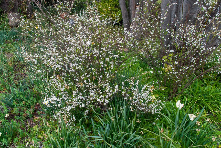 <b>Piccolo garden, Bungendore</b>