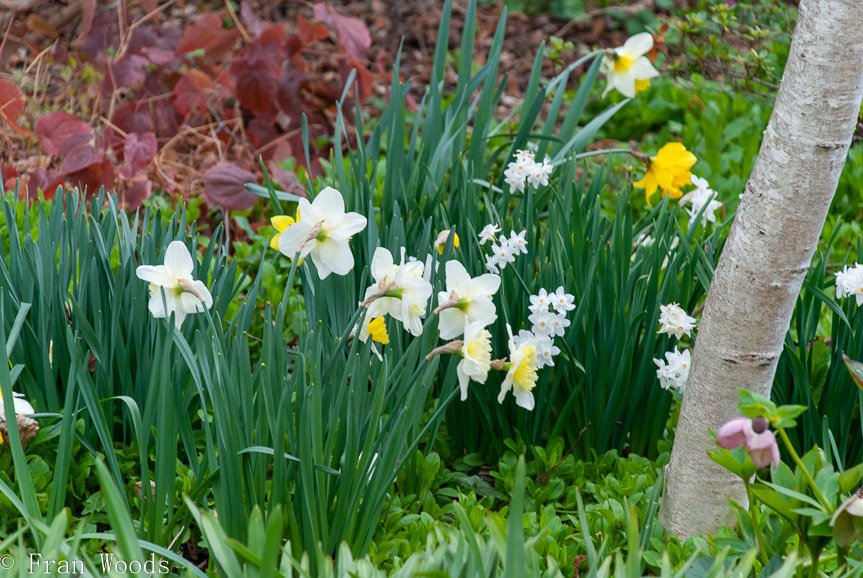 <b>Piccolo garden, Bungendore</b>