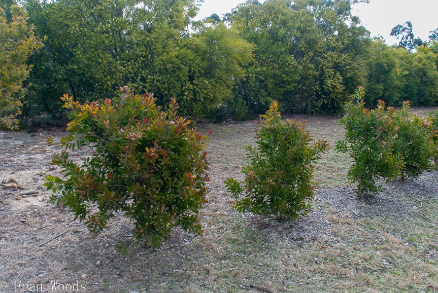 <b>Schuster garden, Warri</b>