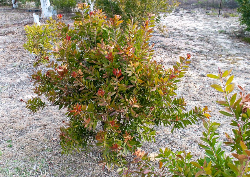 <b>Schuster garden, Warri</b>