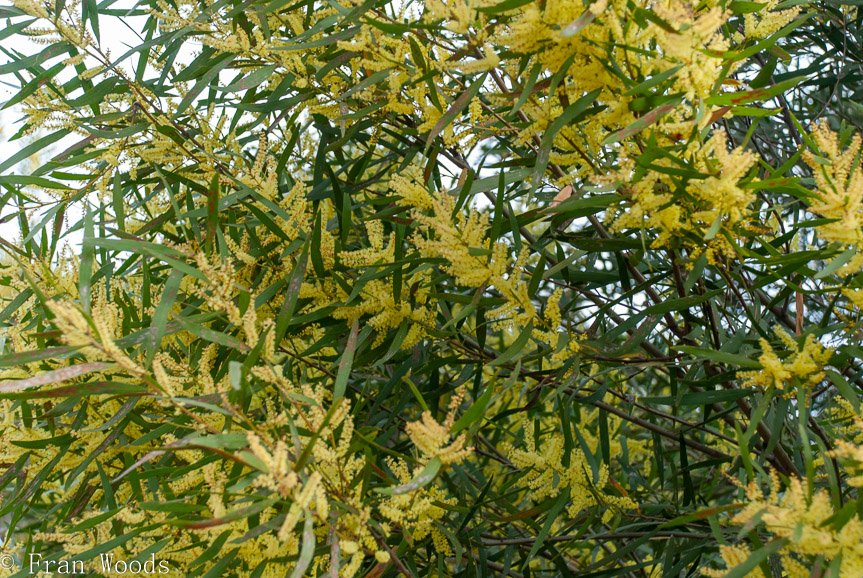 <b>Schuster garden, Warri</b>