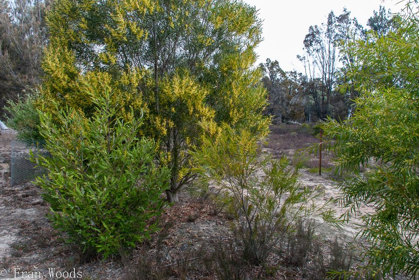 <b>Schuster garden, Warri</b>