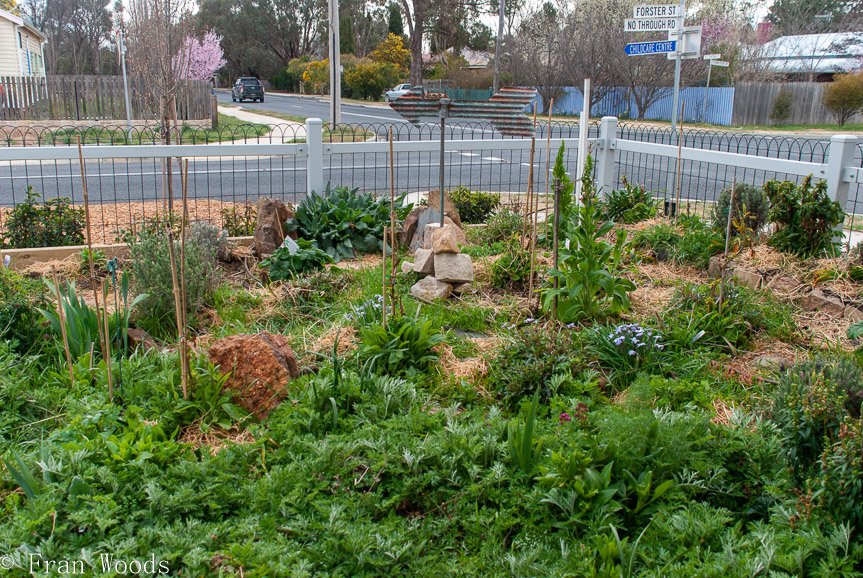 <b>Anthea Thomson garden, Bungendore</b>