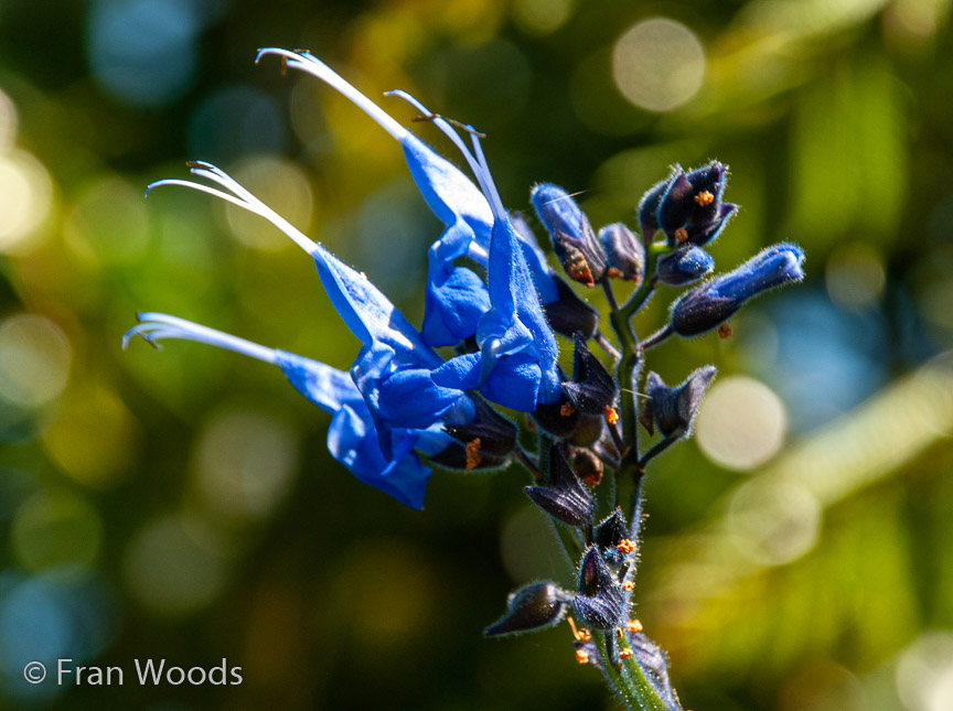 <b>Blue Salvia at Oke's Camllia Garden (#4)</b>