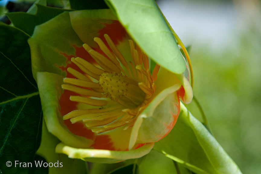 <b>Tulip tree flower</b>