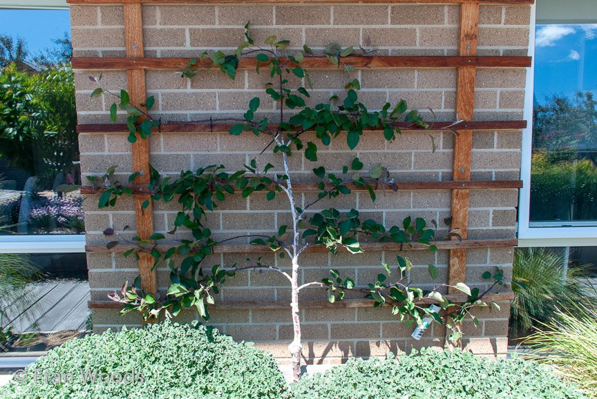 <b>Dimmer garden</b>