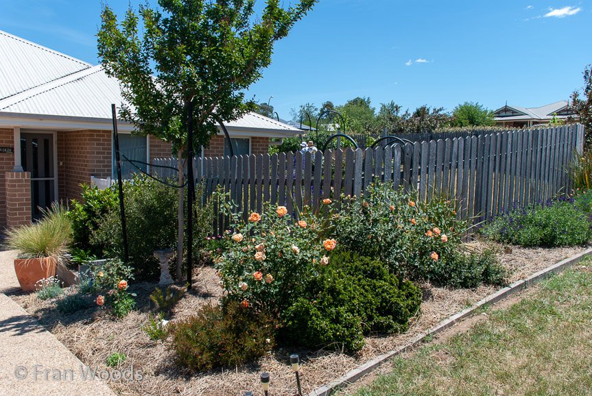 <b>Dimmer garden</b>