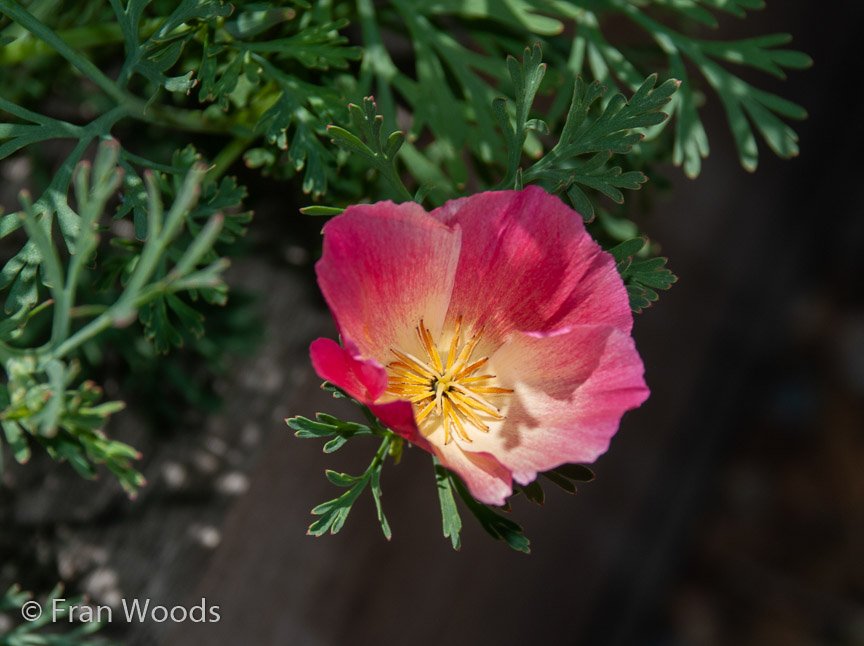 <b>Dimmer garden</b>