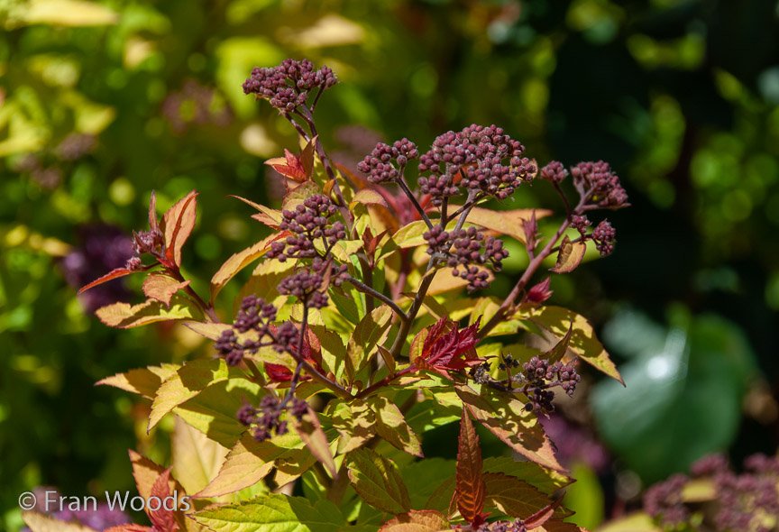 <b>Dimmer garden</b>