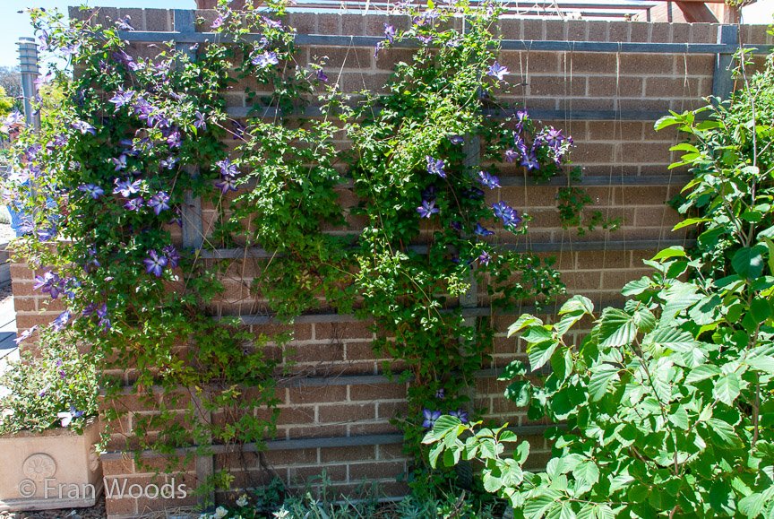 <b>Dimmer garden</b>