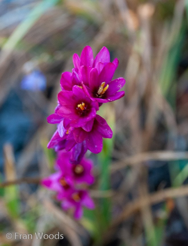 <b>Moore Garden</b>