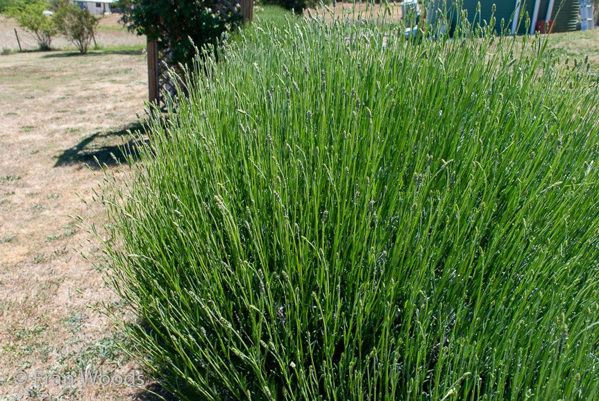<b>Moore Garden</b>
