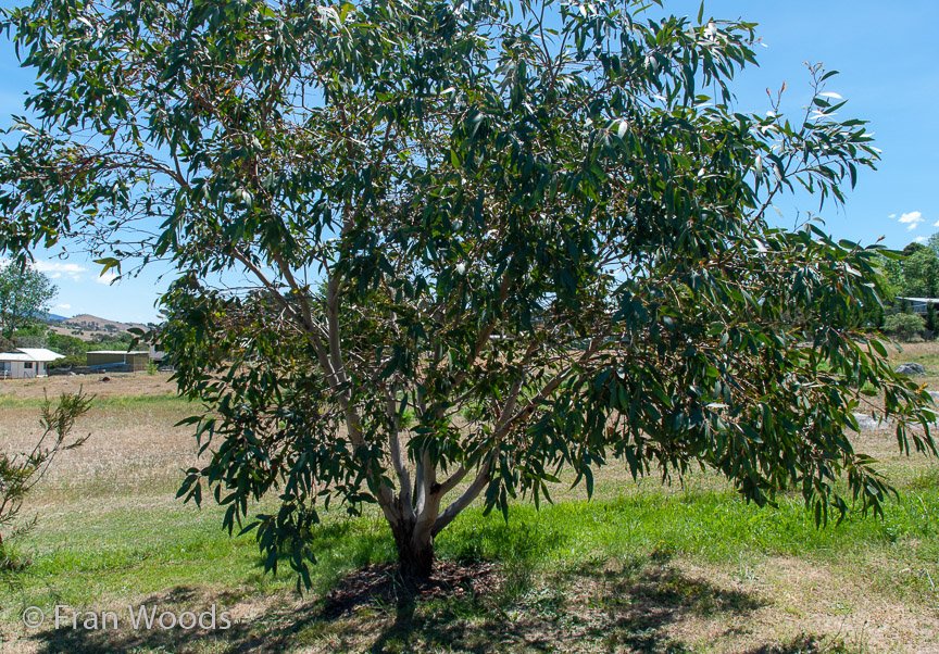 <b>Moore Garden</b>