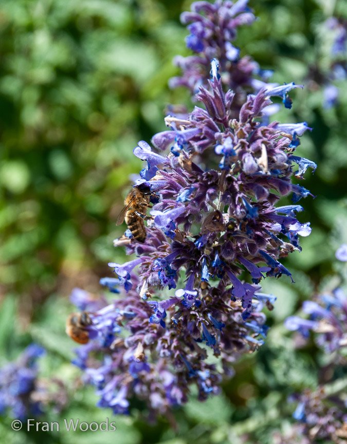 <b>Moore Garden</b>