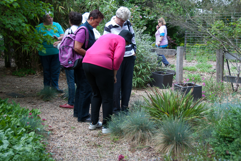 Cathy Peak's garden in Braidwood.