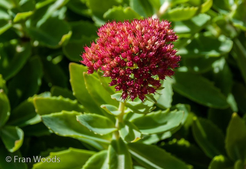<b>Reidy garden, Yass</b>