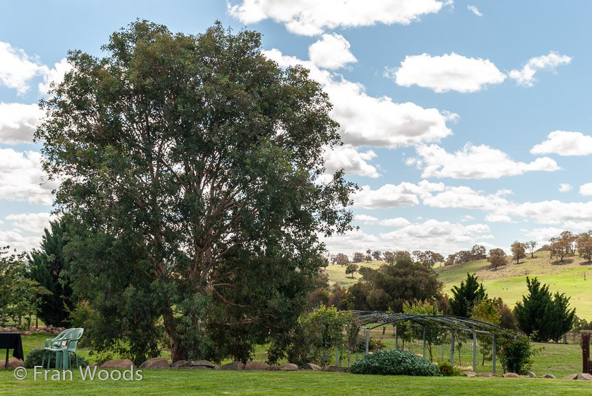 <b>Turner's garden, Lachlan Valley Way</b>