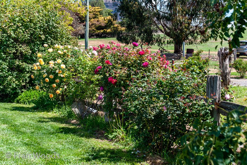 <b>Turner's garden, Lachlan Valley Way</b>