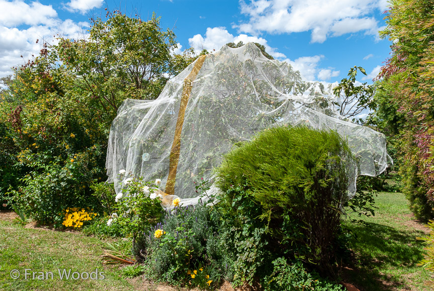 <b>Turner's garden, Lachlan Valley Way</b>