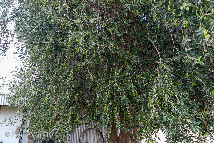 <b>Turner's garden, Lachlan Valley Way</b>