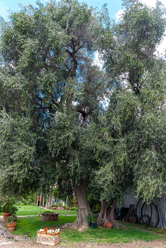 <b>Turner's garden, Lachlan Valley Way</b>