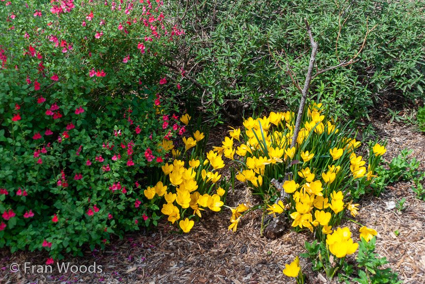 <b>Hagan's garden, Yass</b>