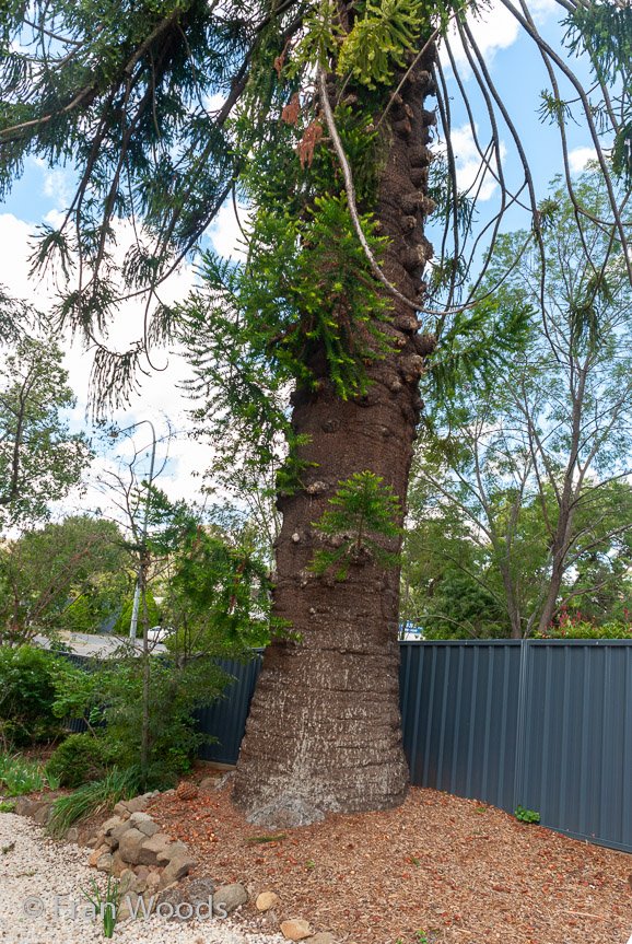 <b>Hagan's garden, Yass</b>