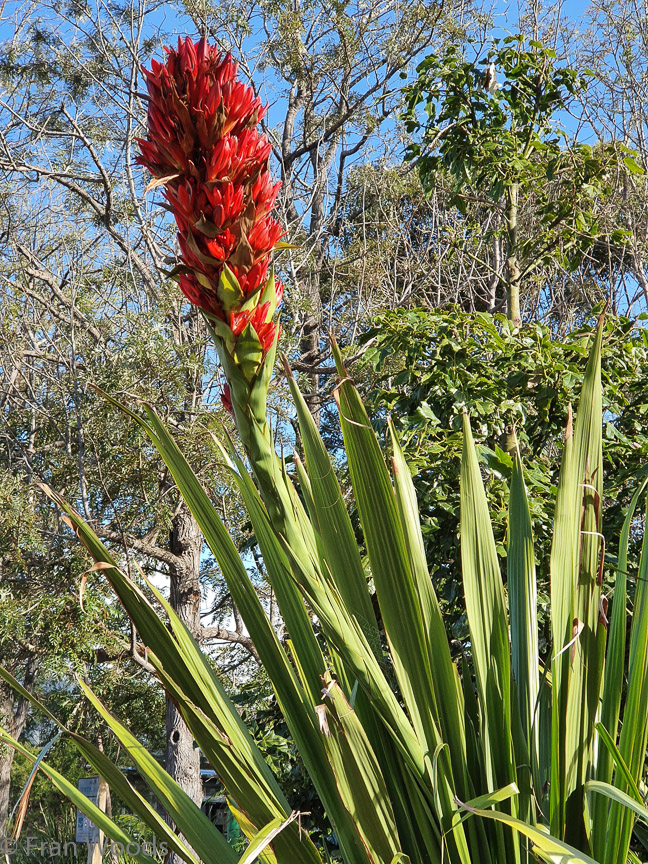 <b>Gymea Lily (north coast variety) at Shoalhaven Botanic Gardens</b>