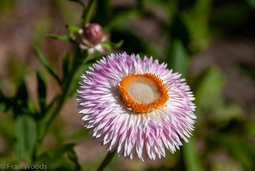<b>Shoalhaven Botanic Gardens</b>