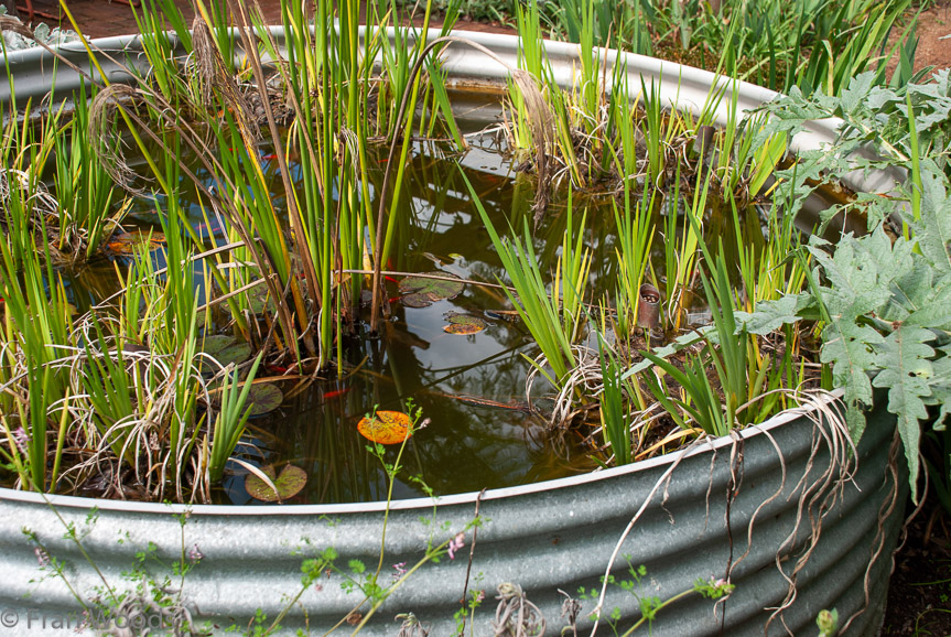 <b>Fish pond at Merribee Gardens, Numbaa</b>