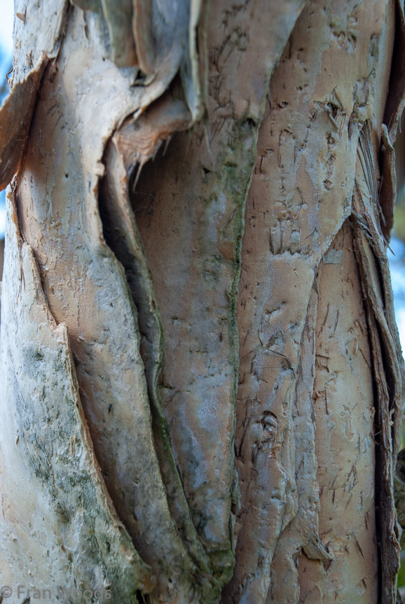 <b>Shoalhaven Botanic Gardens</b>