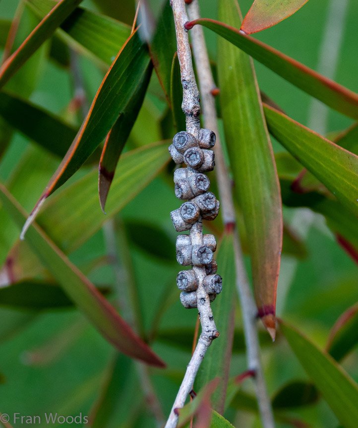 <b>Shoalhaven Botanic Gardens</b>